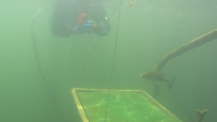 ダム湖で外来魚駆除のための研究