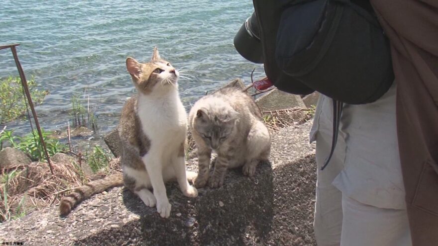 “猫の島”で猫がピークの３分の１？【沖島】