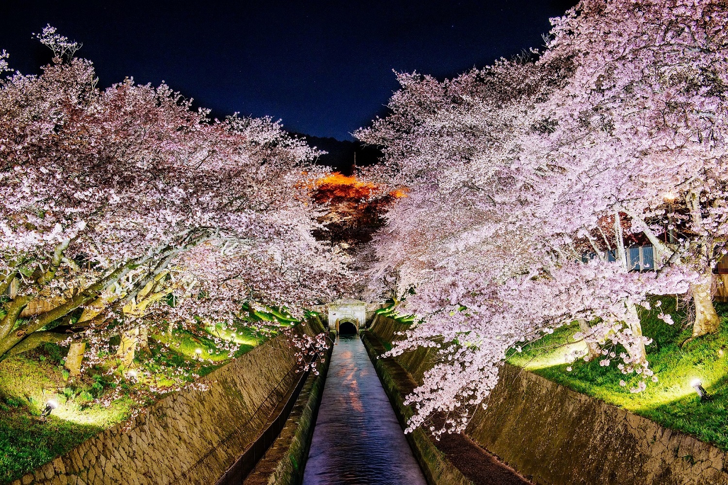 滋賀屈指の桜スポットで圧巻のライトアップ！【琵琶湖疏水】 | 海と日本PROJECT  in 滋賀県
