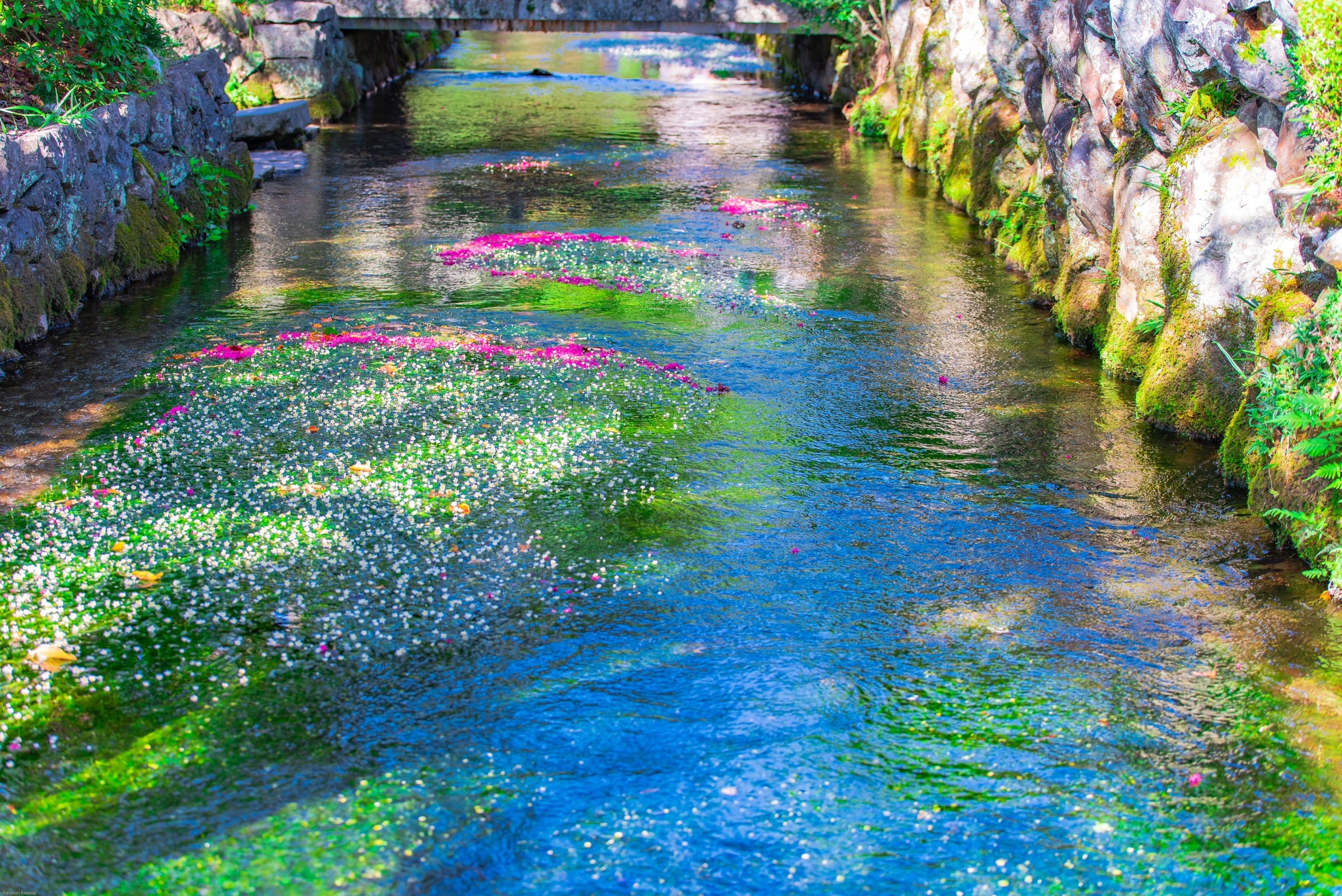 水中に咲く可憐な姿をライトアップ 米原市の梅花藻 海と日本project In 滋賀県