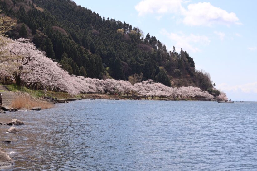 「琵琶湖×桜」スポット特集！