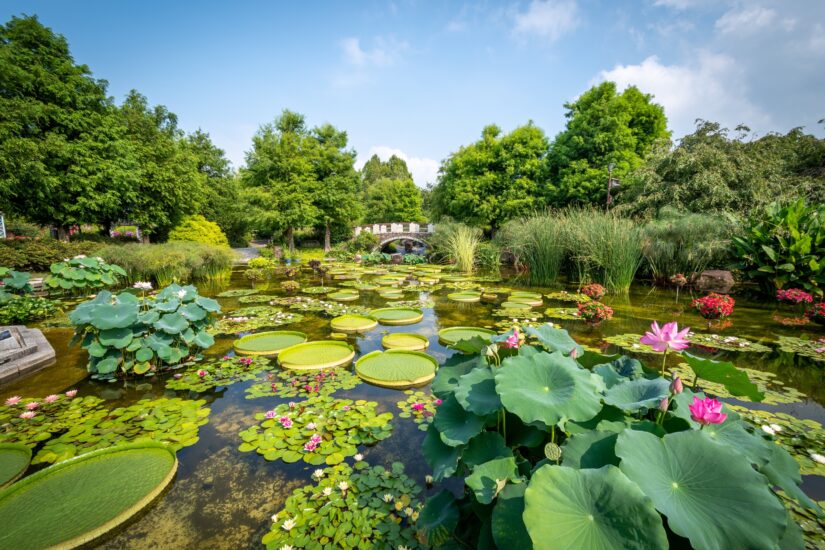 【水生植物公園みずの森】営業再開！見頃のスイレン展も