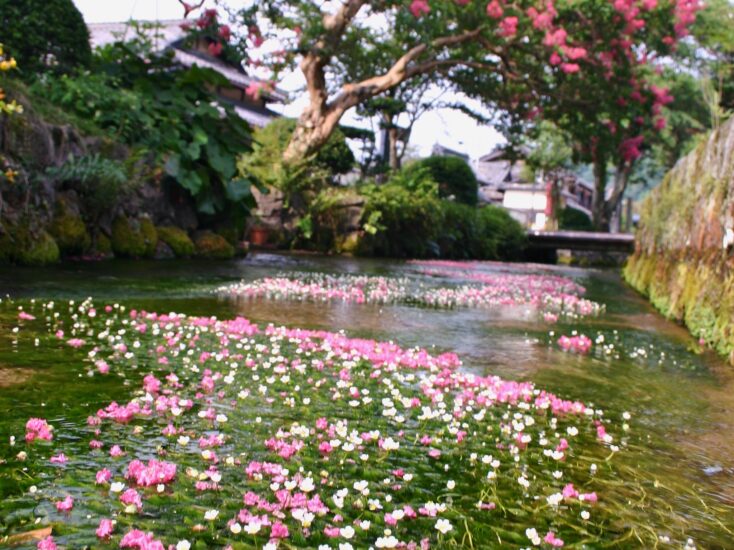 水面にゆれる可憐な水中花【梅花藻】