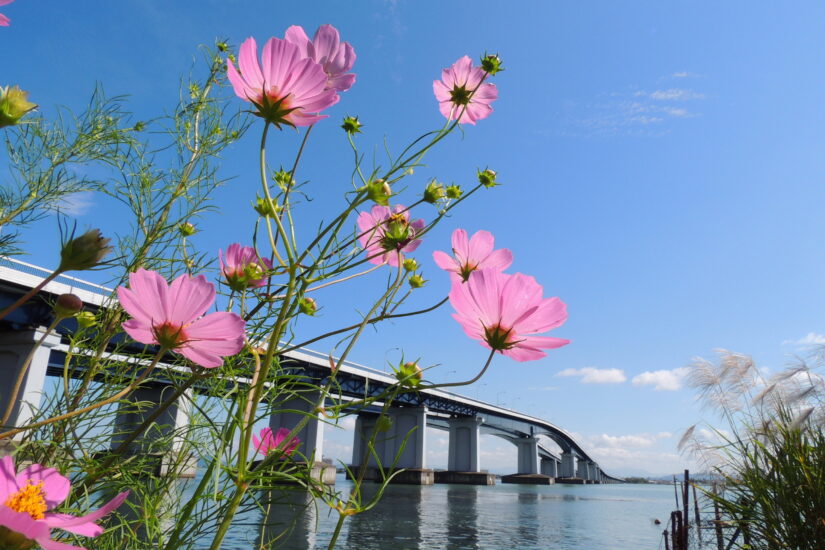 琵琶湖大橋を車で通るとあの曲が聞こえる！？