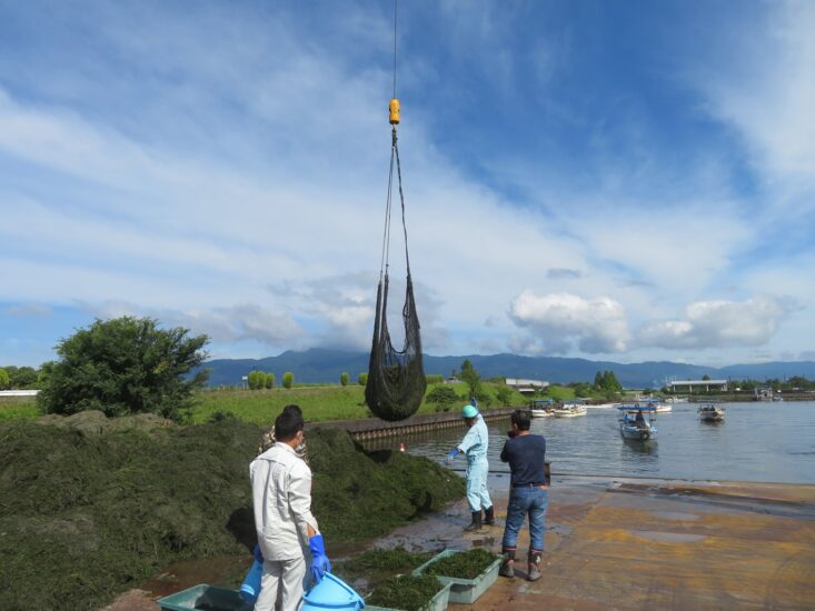 【どうする？琵琶湖の”厄介者”】水草を低コストで大量消費！