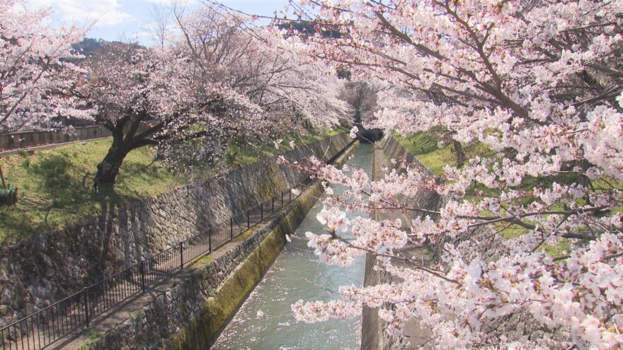 県内屈指の桜の名所「琵琶湖疏水」で桜満開！【大津市】