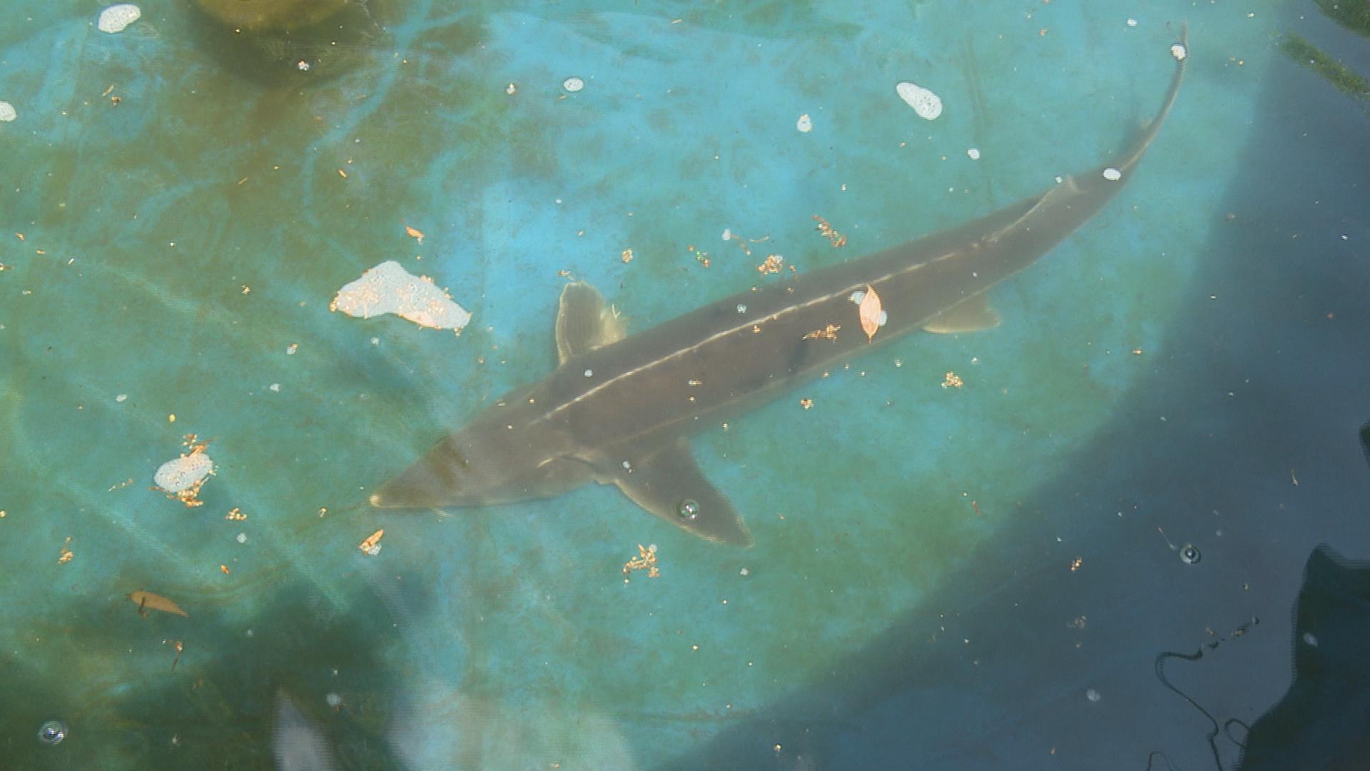 琵琶湖でチョウザメ発見 海と日本project In 滋賀県