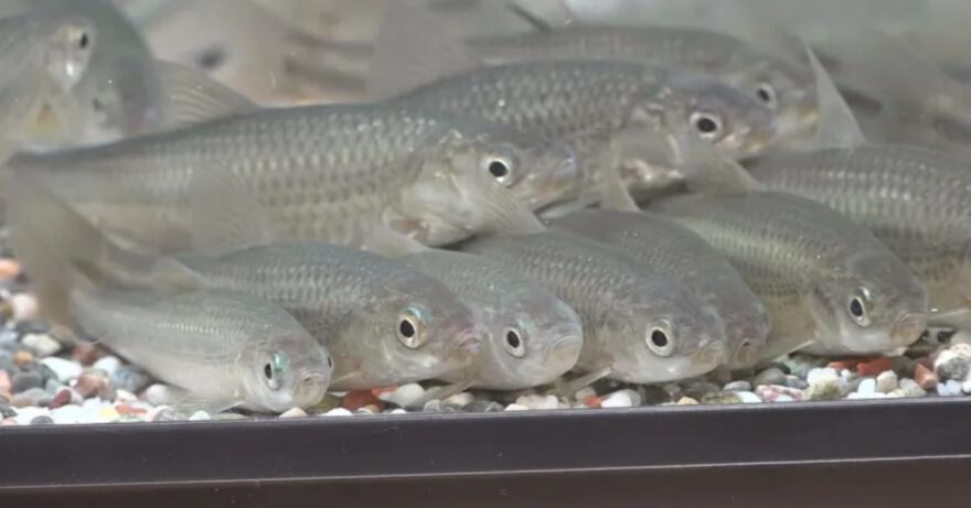 ”琵琶湖で一番おいしい魚”ホンモロコのシンポジウム