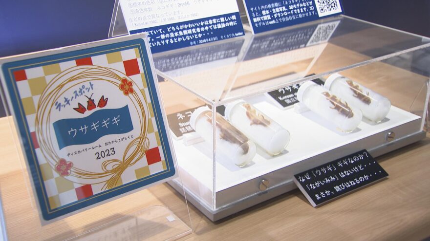 今年の干支”ウサギ”の魚が登場！？【琵琶湖博物館】