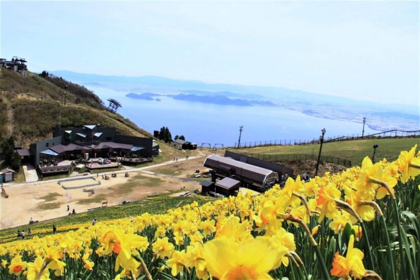 【びわ湖バレイ】黄色と青のコントラスト！関西最大級30万球「スイセンの丘」