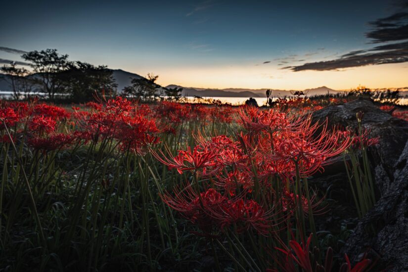 湖岸に咲く ヒガンバナの絶景スポット【桂浜園地】