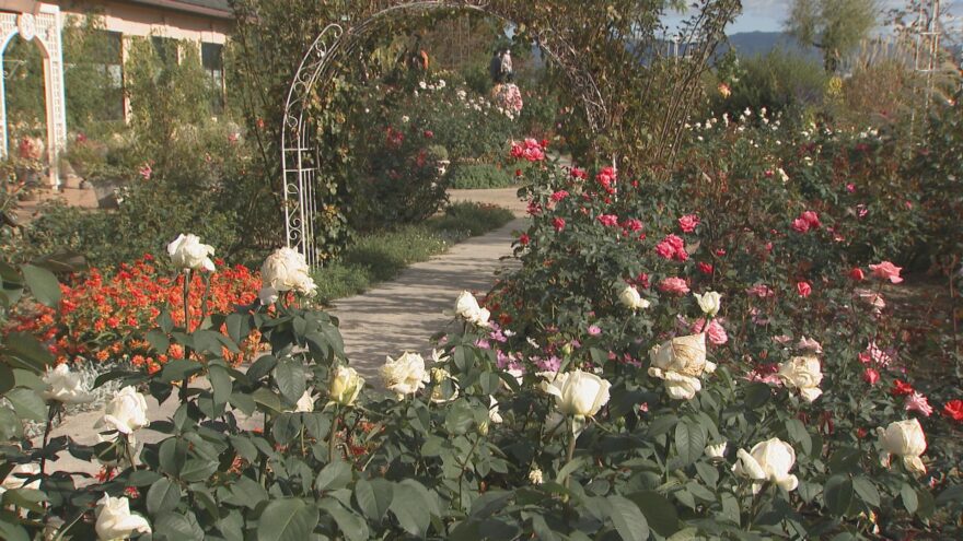 【びわ湖大津館】琵琶湖を望む庭園で秋バラが見頃