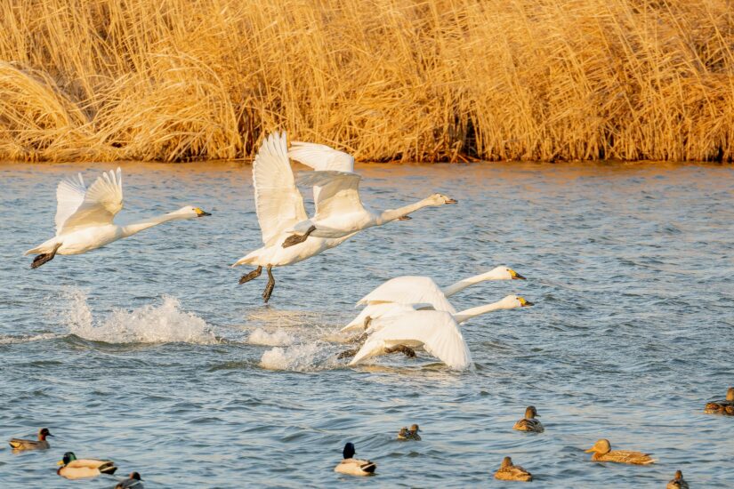 冬の使者”コハクチョウ”が琵琶湖に飛来！