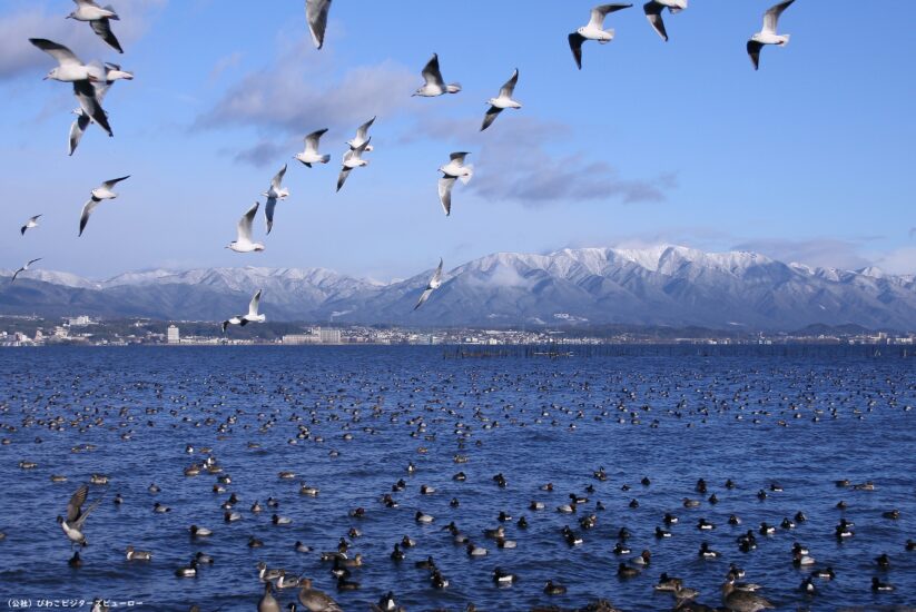 琵琶湖の水鳥に異変