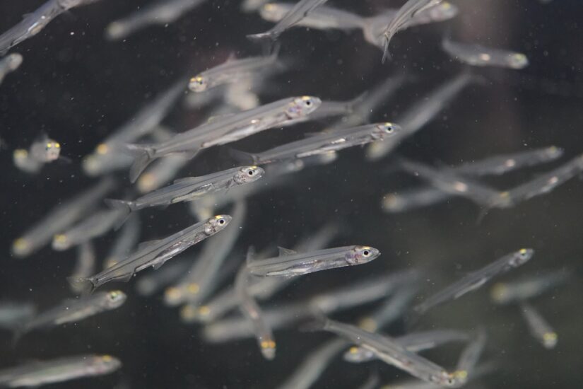 【しがライターReport】氷魚をご存じですか？琵琶湖博物館で氷魚展示中！