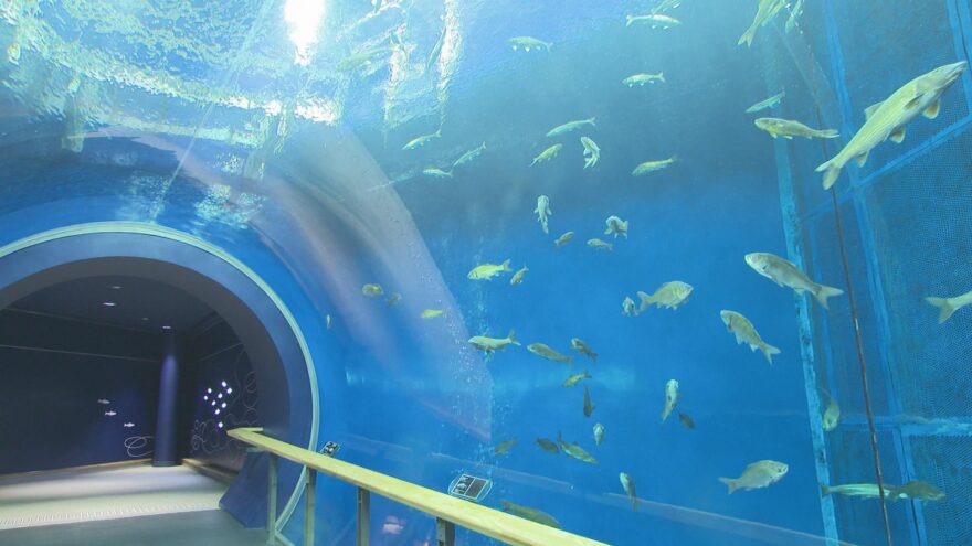 【琵琶湖博物館】トンネル水槽が来週23日に再開！