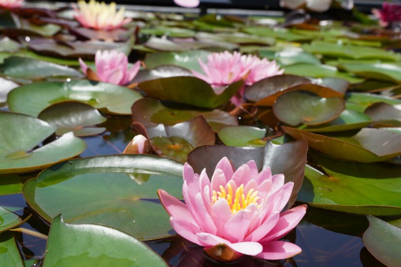 【しがライターReport】琵琶湖岸の水生植物公園みずの森でスイレンとハスが見頃！