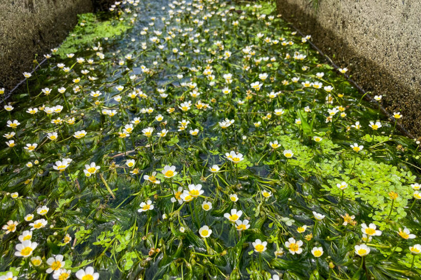 【しがライターReport】滋賀の水中花バイカモを見るなら今！