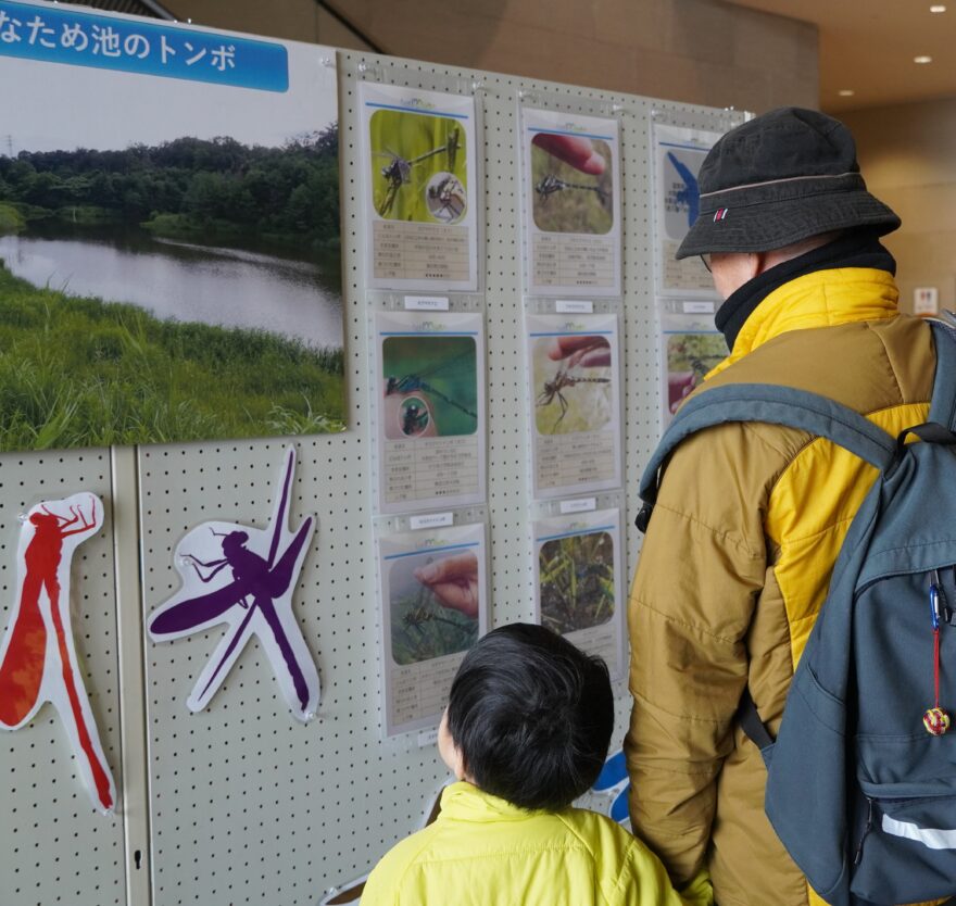 【しがライターReport】トンボを通じて生物多様性と水辺環境を守る「トンボ100大作戦」琵琶湖博物館で展示中！