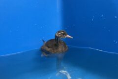 【琵琶湖博物館】初めてのカイツブリの人工育雛！